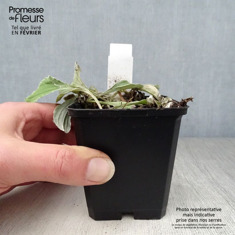 Exemplar von Antennaria plantaginifolia - Wegerichblättriges Katzenpfötchen Kleine Töpfe von 8/9 cm wie im Winter geliefert