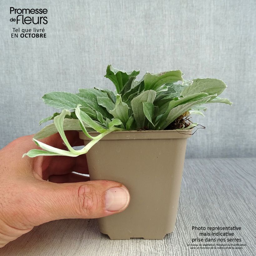 Exemplar von Antennaria plantaginifolia - Wegerichblättriges Katzenpfötchen Kleine Töpfe von 8/9 cm wie im Herbst geliefert