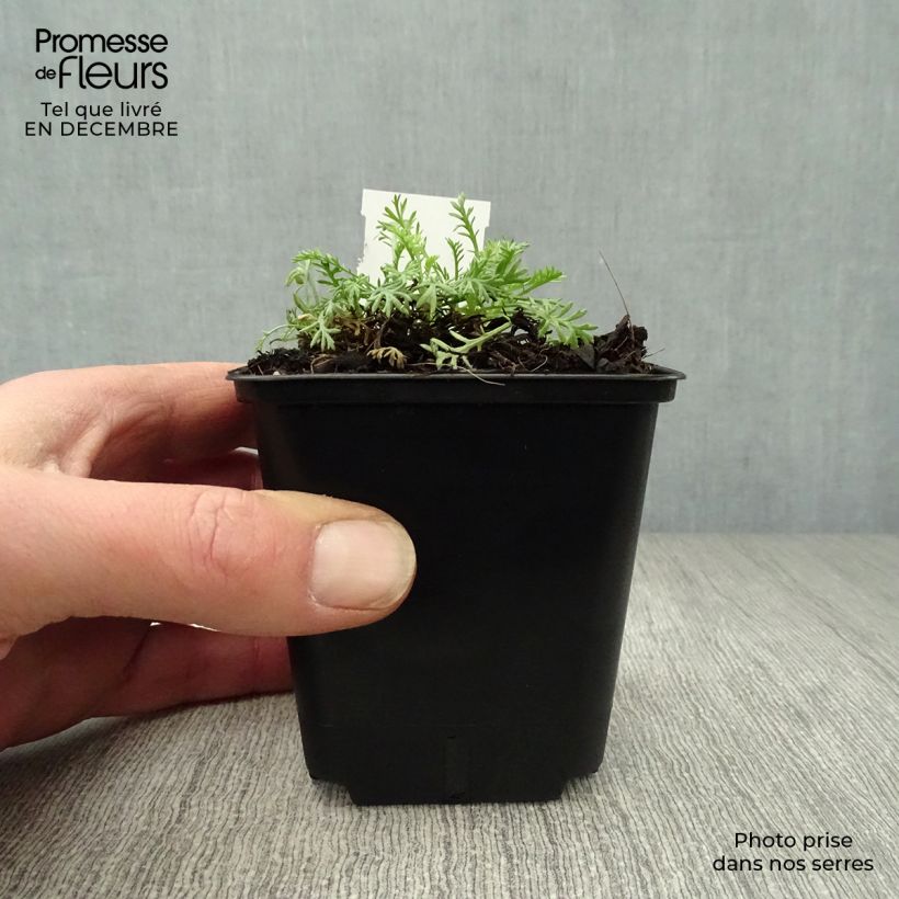 Exemplar von Anthemis carpatica Karpatenschnee - Karpaten-Hundskamille Kleine Töpfe von 8/9 cm wie im Winter geliefert