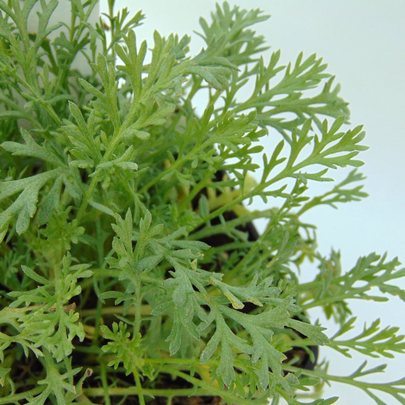 Anthemis carpatica Karpatenschnee - Karpaten-Hundskamille (Laub)
