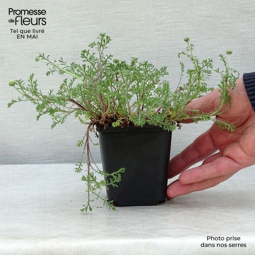 Exemplar von Anthemis carpatica Karpatenschnee - Karpaten-Hundskamille Kleine Töpfe von 8/9 cm wie im Frühjahr geliefert