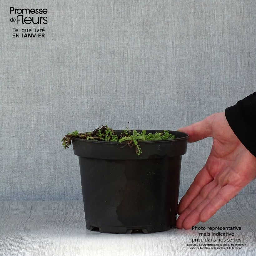 Exemplar von Anthemis carpatica Karpatenschnee - Karpaten-Hundskamille Topf mit 2L/3L wie im Winter geliefert