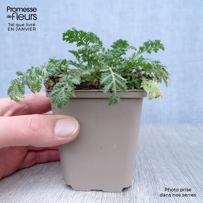 Exemplar von Anthemis sancti-johannis - Johanniskamille Kleine Töpfe von 7/8 cm wie im Winter geliefert