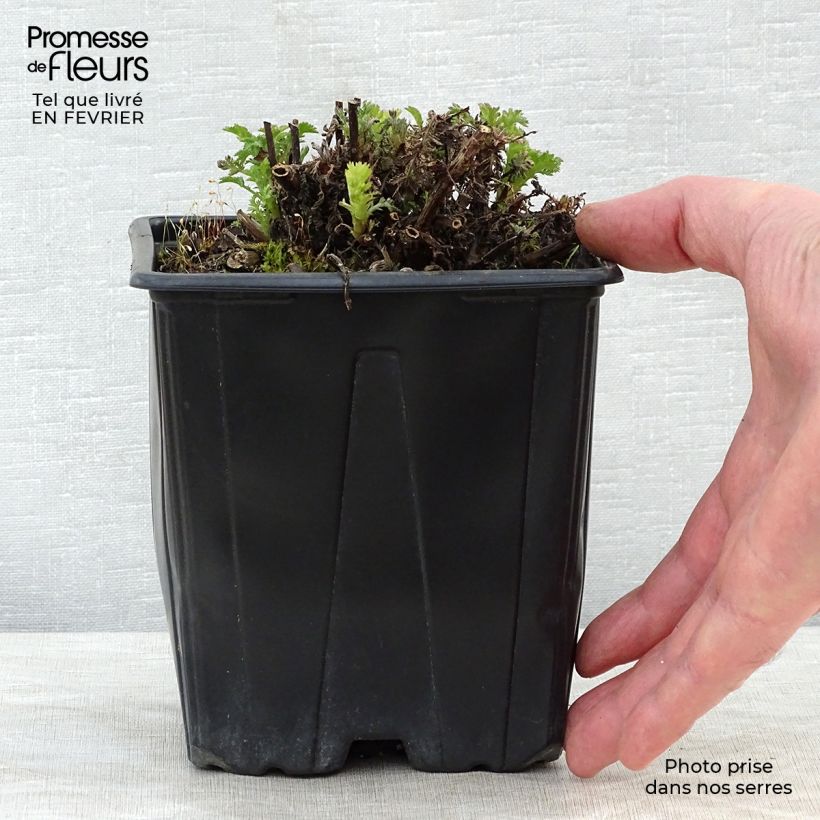 Exemplar von Anthemis tinctoria E.C. Buxton - Färber-Hundskamille Topf mit 2L/3L wie im Winter geliefert