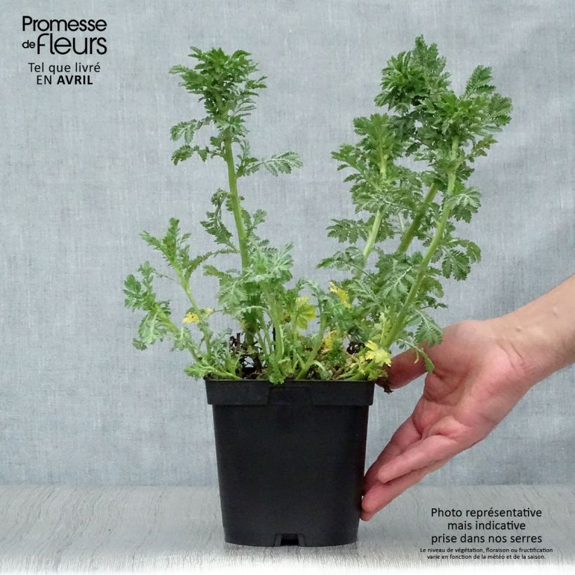 Exemplar von Anthemis tinctoria E.C. Buxton - Färber-Hundskamille Topf mit 2L/3L wie im Frühjahr geliefert