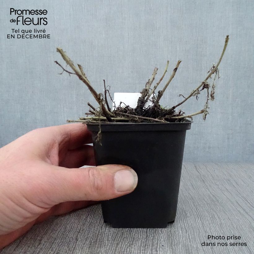 Exemplar von Anthemis tinctoria Sauce Hollandaise - Färber-Hundskamille Kleine Töpfe von 8/9 cm wie im Winter geliefert