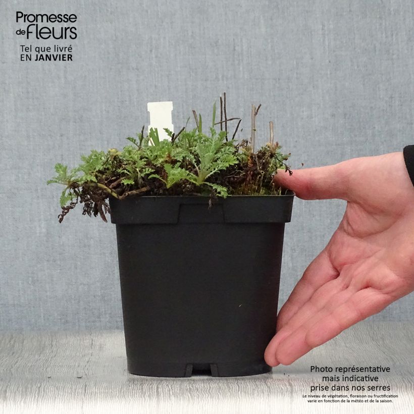 Exemplar von Anthemis tinctoria Sauce Hollandaise - Färber-Hundskamille Topf mit 2L/3L wie im Winter geliefert