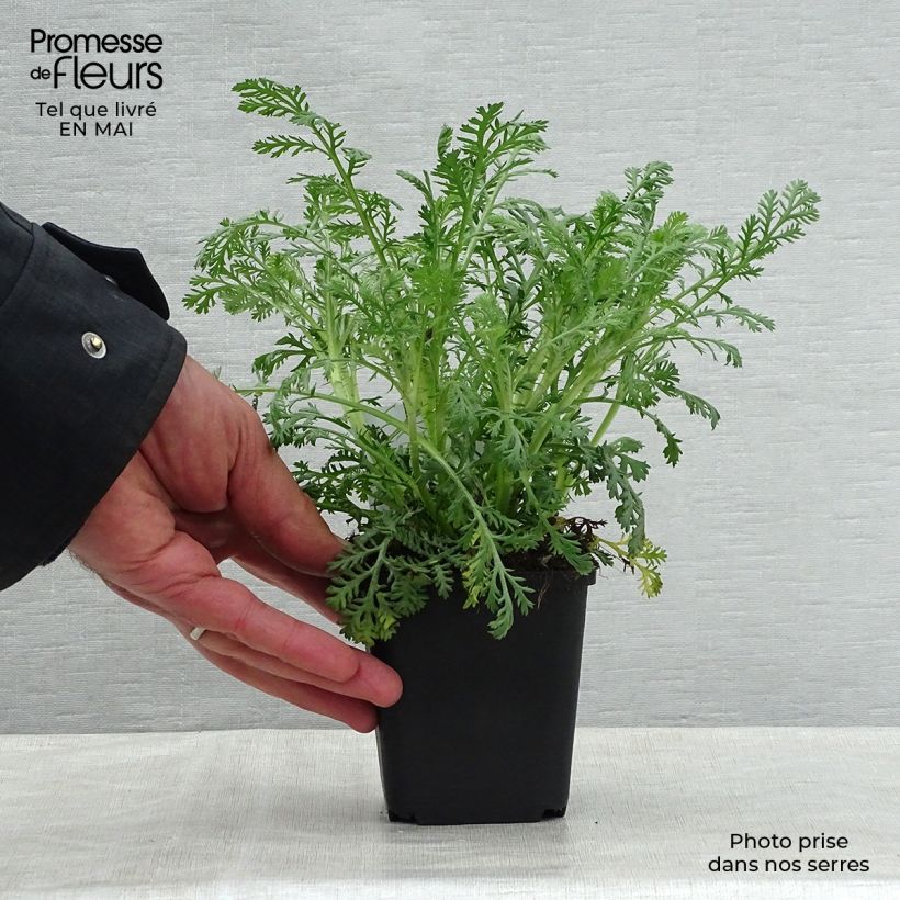 Exemplar von Anthemis tinctoria Sauce Hollandaise - Färber-Hundskamille Kleine Töpfe von 8/9 cm wie im Frühjahr geliefert