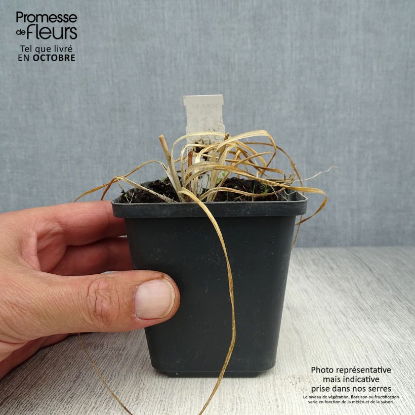 Exemplar von Anthericum ramosum - Ästige Graslilie Kleine Töpfe von 8/9 cm wie im Herbst geliefert