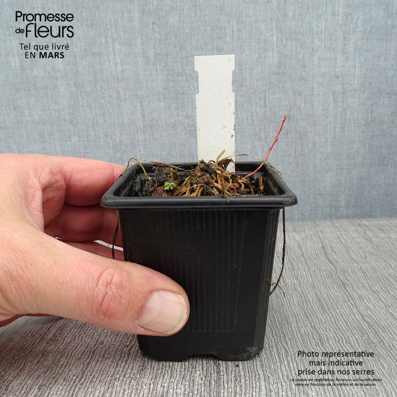 Exemplar von Anthericum saundersiae Starlight - Graslilie Kleine Töpfe von 8/9 cm wie im Winter geliefert