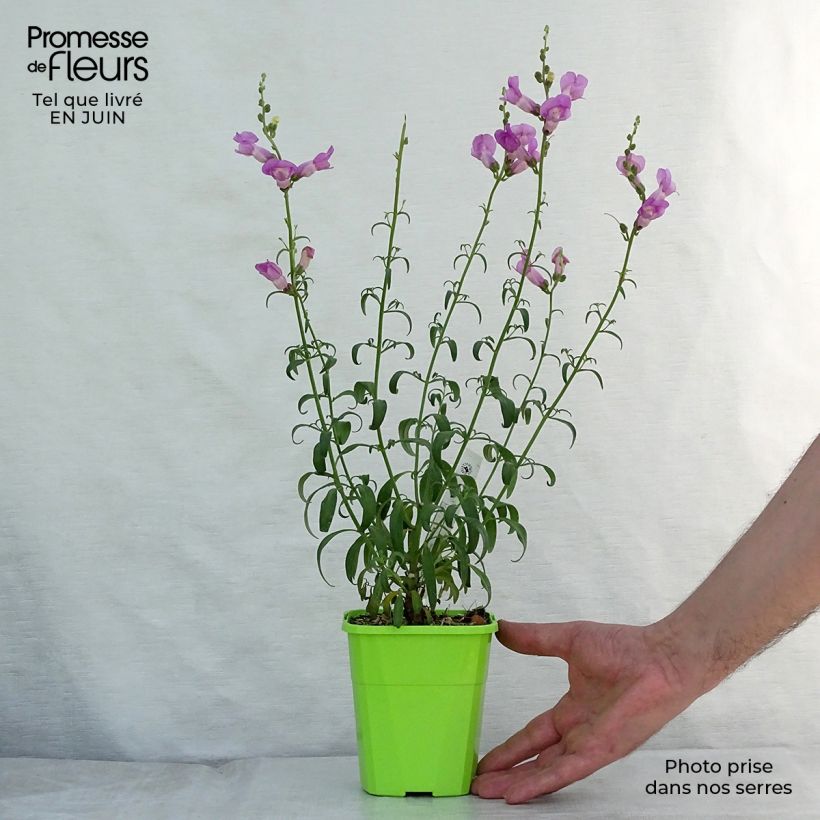 Exemplar von Löwenmäulchen Pretty in Pink - Antirrhinum Kleine Töpfe von 8/9 cm wie im Sommer geliefert