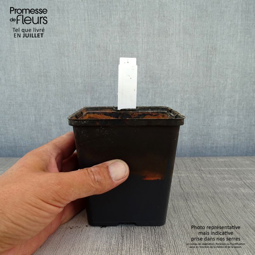 Exemplar von Aponogeton distachyos - Zweiährige Wasserähre Kleine Töpfe von 8/9 cm wie im Sommer geliefert
