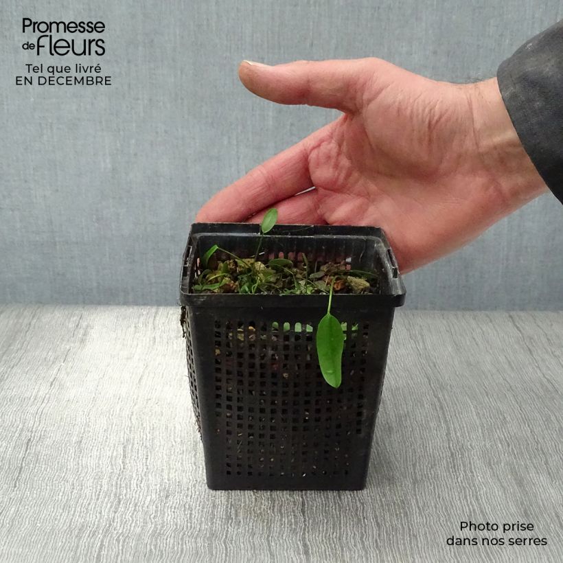 Exemplar von Aponogeton distachyos - Zweiährige Wasserähre Kleine Töpfe von 8/9 cm wie im Winter geliefert