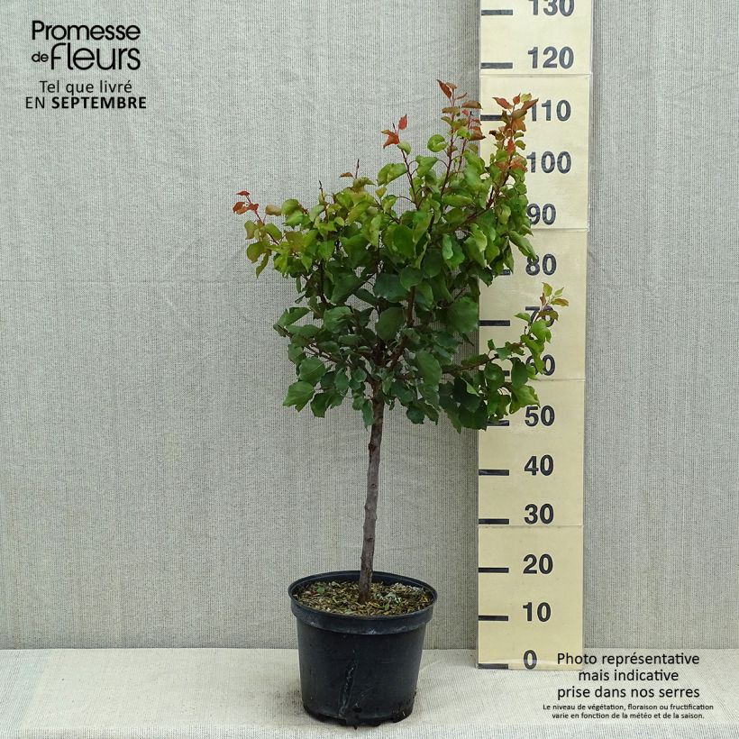 Exemplar von Prunus Aprium Cot'n Candy Topf mit 7,5L/10L, Gobelet-Form wie im Sommer geliefert