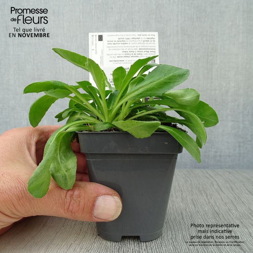 Exemplar von Arabis blepharophylla - Wimperblättrige Gartenkresse Kleine Töpfe von 8/9 cm wie im Herbst geliefert