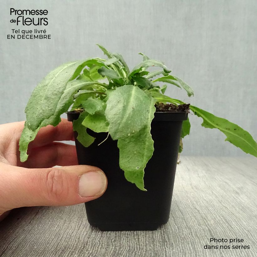 Exemplar von Arabis blepharophylla - Wimperblättrige Gartenkresse Kleine Töpfe von 8/9 cm wie im Winter geliefert