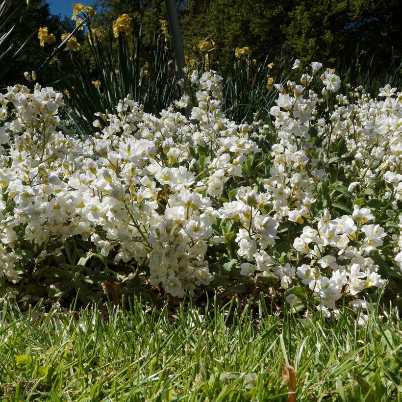 Arabis caucasica Plena - Kaukasische Gänsekresse (Hafen)