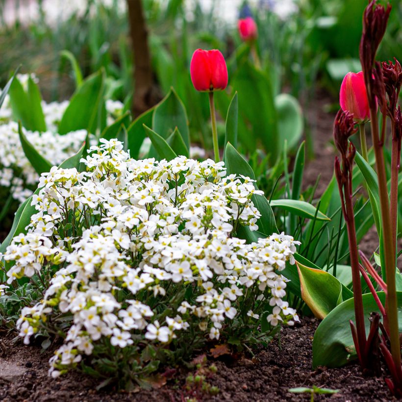 Arabis caucasica Snowball - Kaukasische Gänsekresse (Hafen)