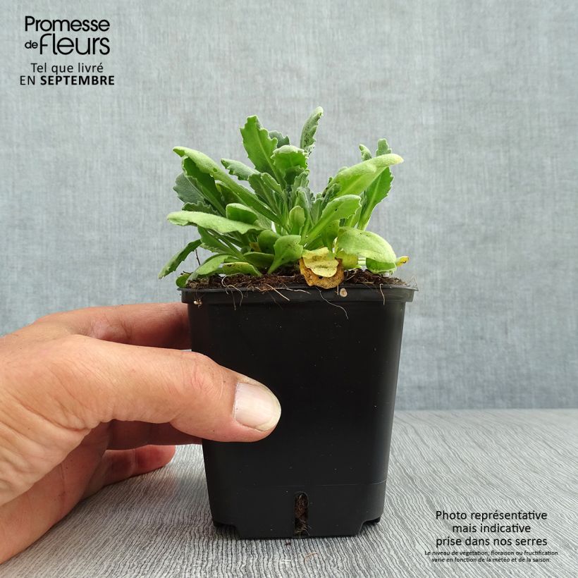 Exemplar von Arabis caucasica Snowball - Kaukasische Gänsekresse Kleine Töpfe von 8/9 cm wie im Herbst geliefert