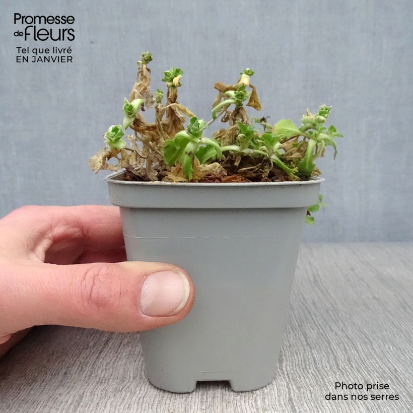 Exemplar von Arabis caucasica Snowcap - Kaukasische Gänsekresse Kleine Töpfe von 8/9 cm wie im Winter geliefert