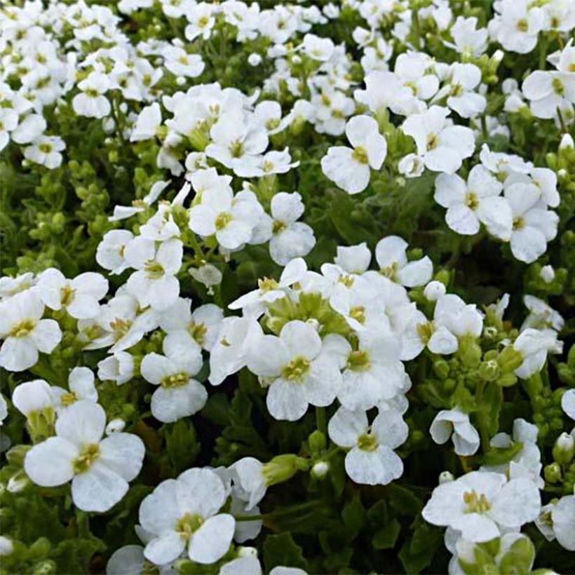 Arabis caucasica Snowcap - Kaukasische Gänsekresse (Blüte)
