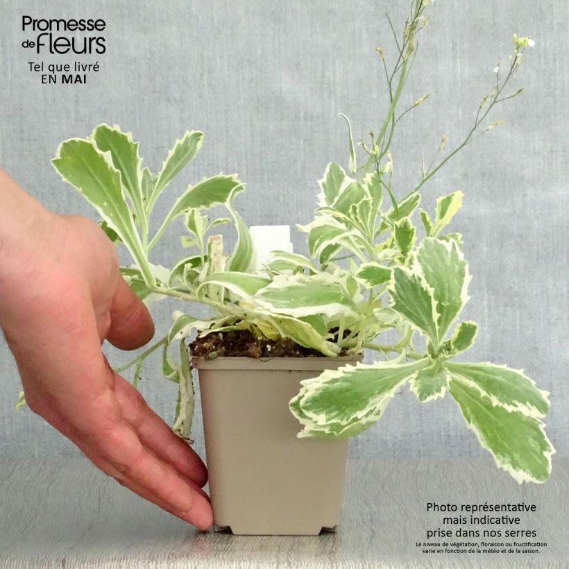 Exemplar von Arabis caucasica Variegata - Kaukasische Gänsekresse Kleine Töpfe von 8/9 cm wie im Frühjahr geliefert