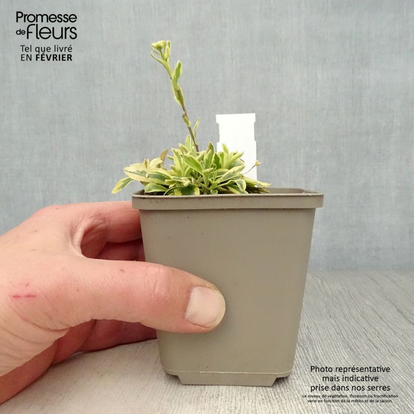 Exemplar von Arabis ferdinandi coburgii Old Gold - Weißbunte Gänsekresse Kleine Töpfe von 8/9 cm wie im Winter geliefert