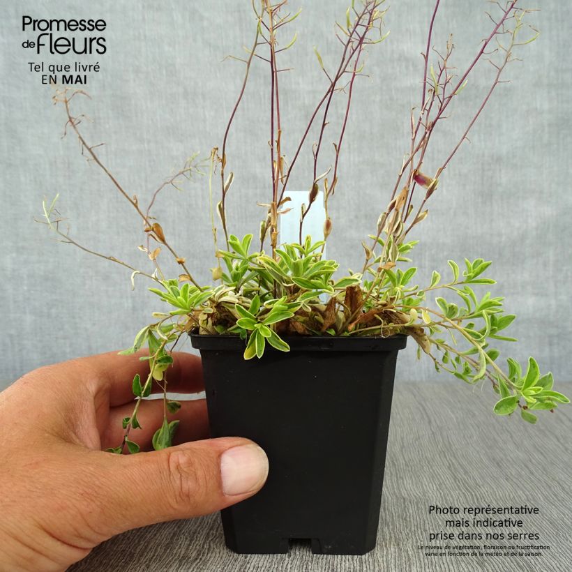 Exemplar von Arabis ferdinandi coburgii Old Gold - Weißbunte Gänsekresse Kleine Töpfe von 8/9 cm wie im Frühjahr geliefert