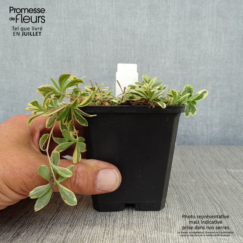 Exemplar von Arabis ferdinandi coburgii Variegata - Weißbunte Gänsekresse Kleine Töpfe von 8/9 cm wie im Sommer geliefert