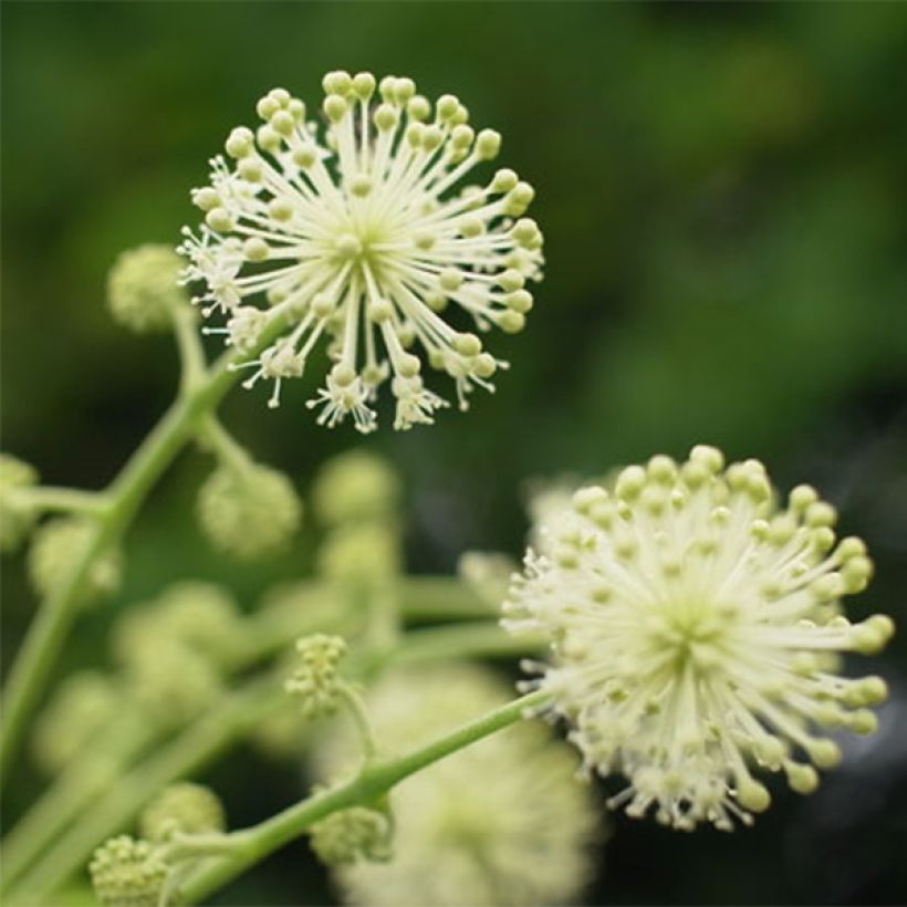 Aralia cordata Sun King - Gelblaubige Staudenaralie (Blüte)