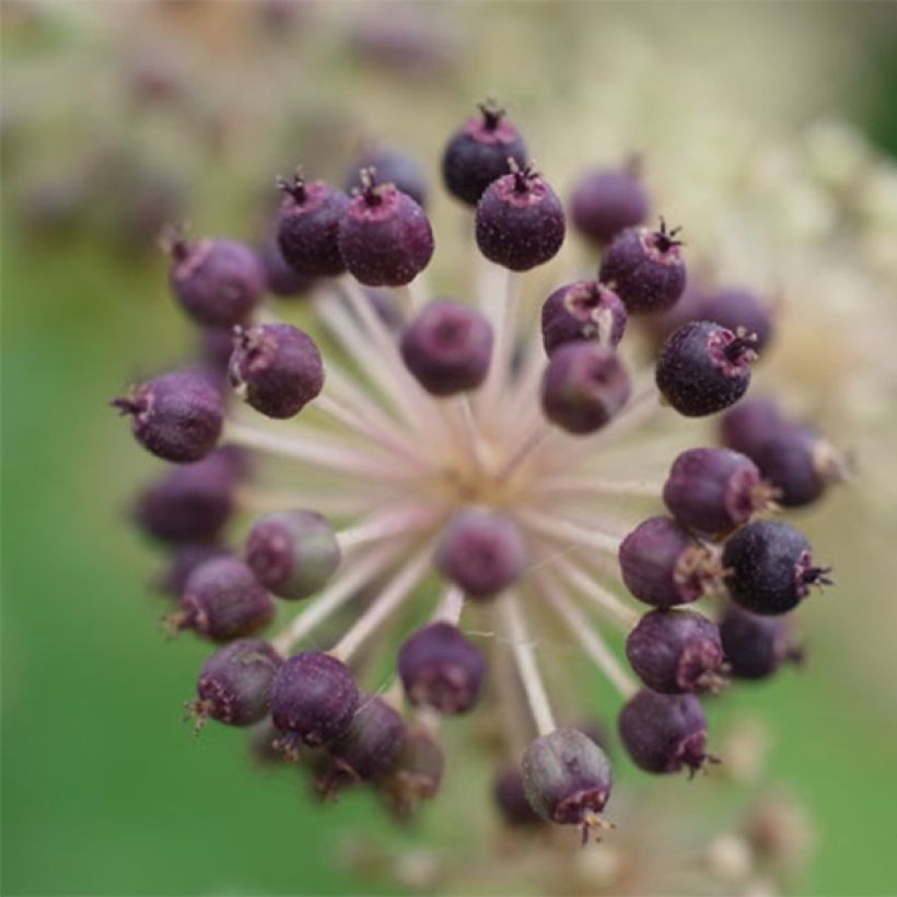 Aralia cordata Sun King - Gelblaubige Staudenaralie (Ernte)