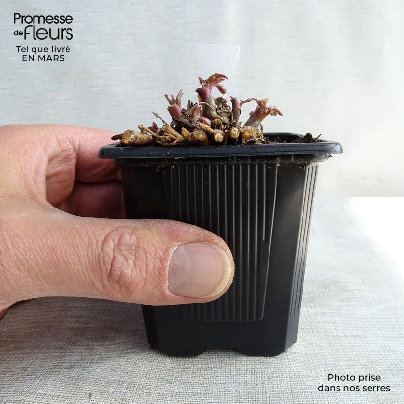 Exemplar von Aralia cordata Sun King - Gelblaubige Staudenaralie Kleine Töpfe von 8/9 cm wie im Frühjahr geliefert