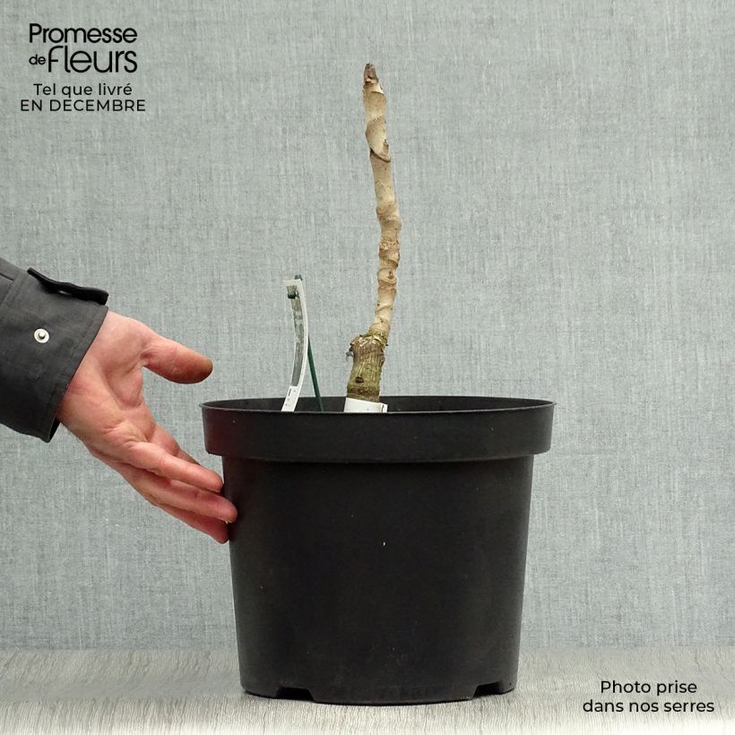 Exemplar von Aralia elata Silver Umbrella - Aralie Topf mit 7,5L/10L wie im Winter geliefert