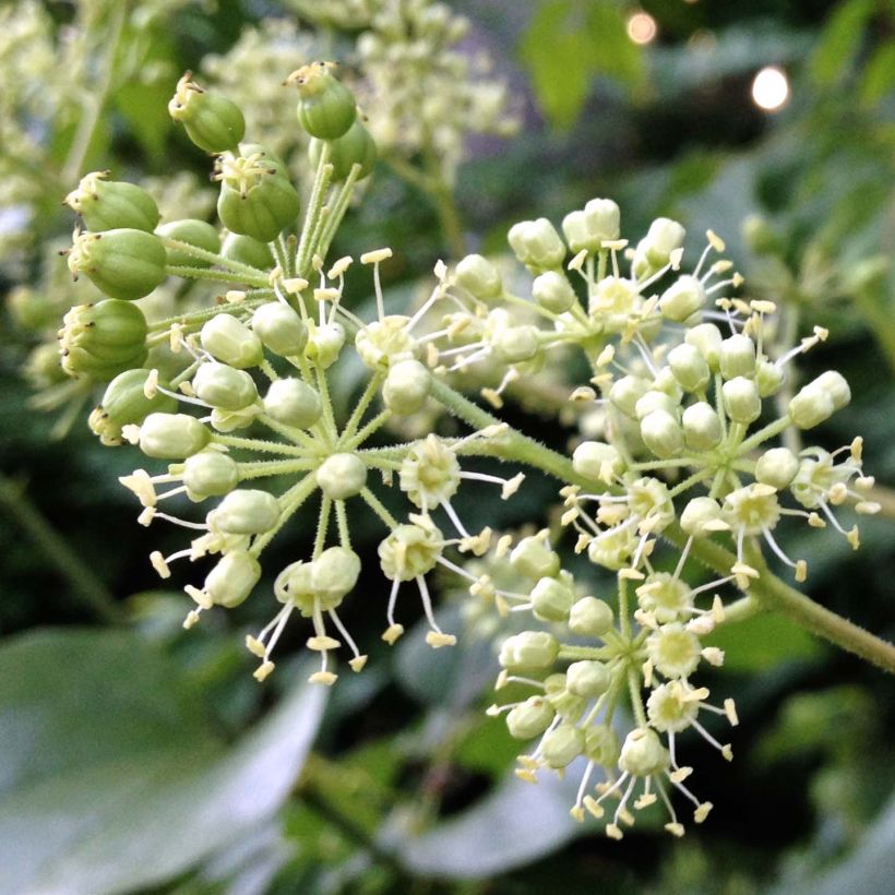 Aralia spinosa - Japanischer Angelikabaum (Blüte)
