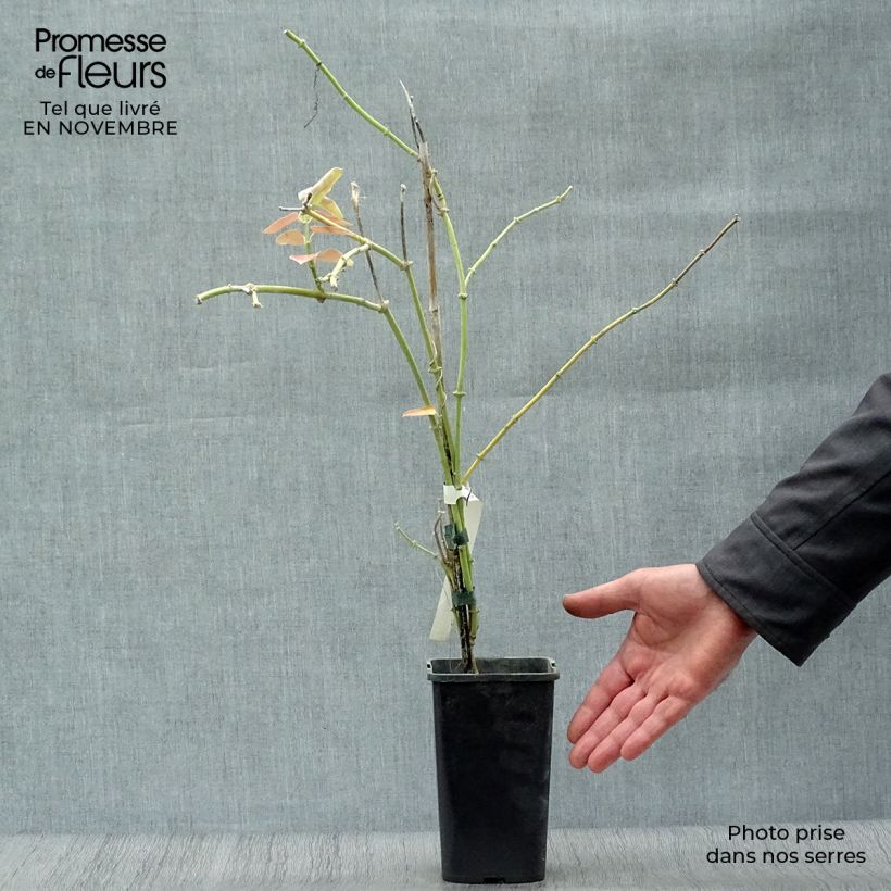 Exemplar von Araujia sericifera Rosea - Araujie Topf mit 1,5L/2L wie im Herbst geliefert