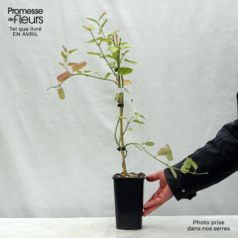 Exemplar von Araujia sericifera Rosea - Araujie Topf mit 1,5L/2L wie im Frühjahr geliefert