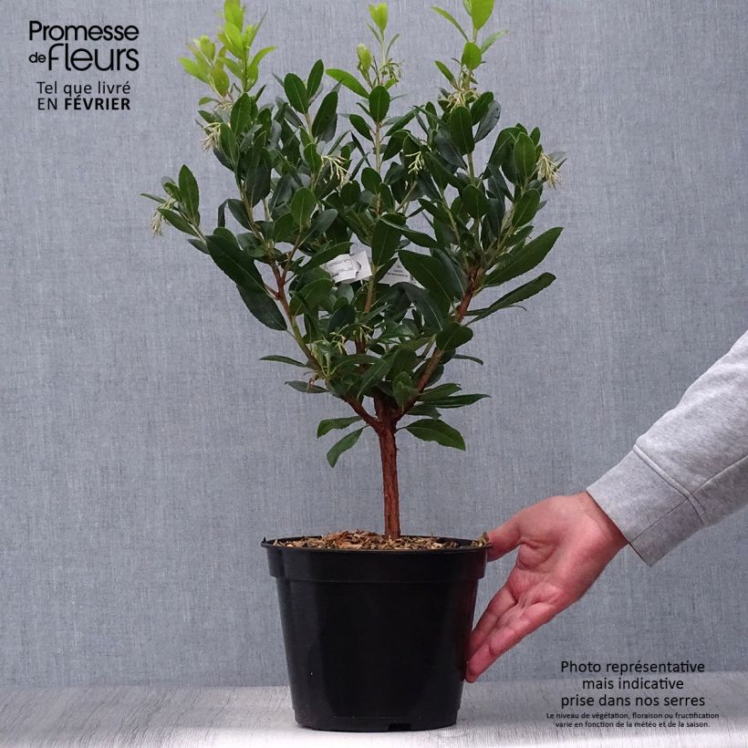 Exemplar von Westlicher Erdbeerbaum Atlantic - Arbutus unedo Topf mit 4L/5L, Strauch wie im Herbst geliefert