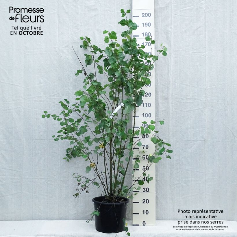 Exemplar von Japanischer Kuchenbaum - Cercidiphyllum japonicum Topf mit 7,5L/10L wie im Herbst geliefert