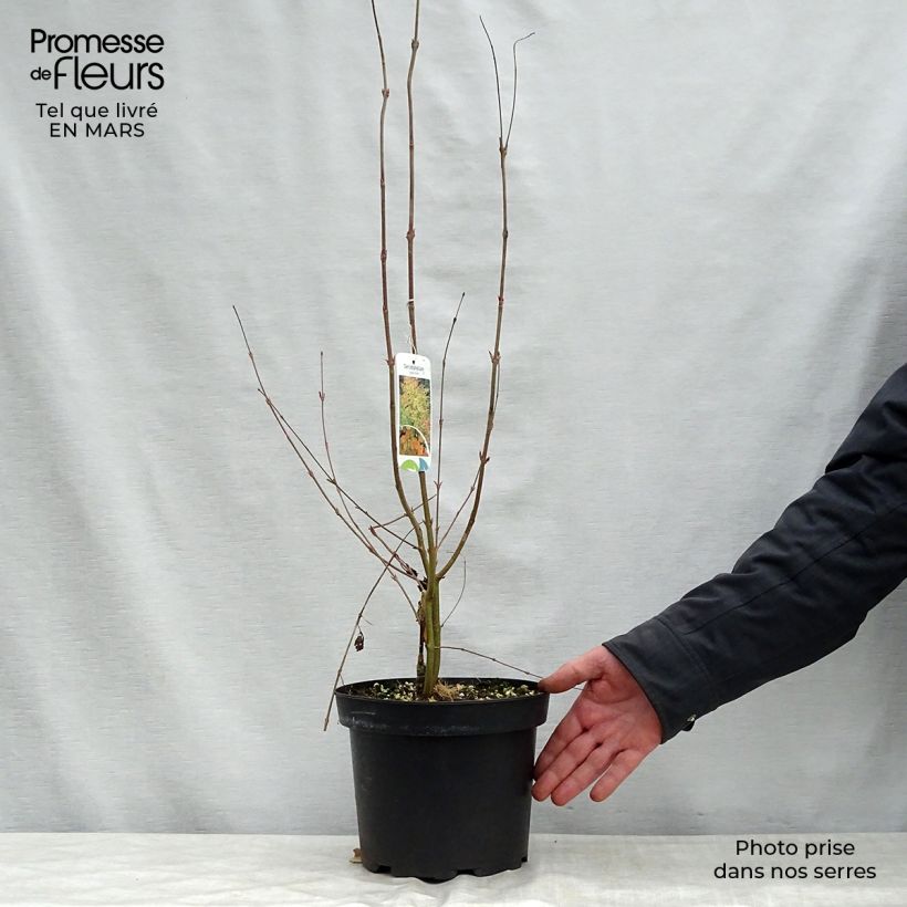 Exemplar von Japanischer Kuchenbaum - Cercidiphyllum japonicum Topf mit 3L/4L wie im Frühjahr geliefert