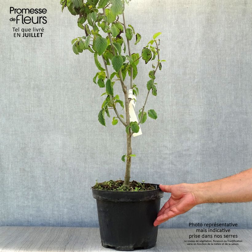Exemplar von Davidia involucrata - Taschentuchbaum Topf mit 7,5L/10L wie im Sommer geliefert