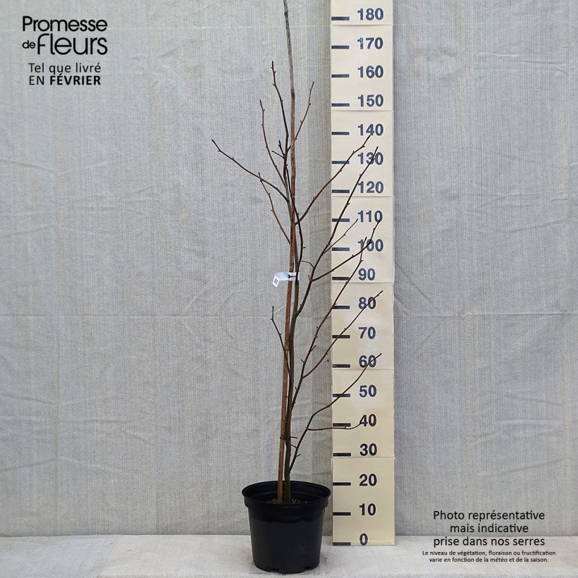 Exemplar von Davidia involucrata - Taschentuchbaum Topf mit 7,5L/10L wie im Winter geliefert
