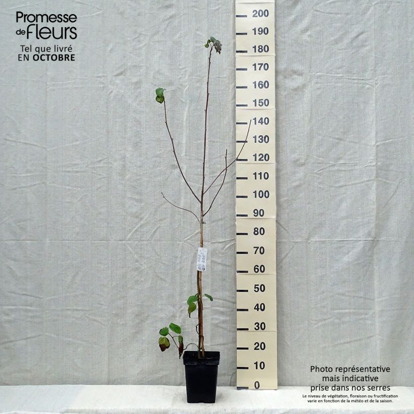 Exemplar von Davidia involucrata - Taschentuchbaum Topf mit 4L/5L wie im Herbst geliefert