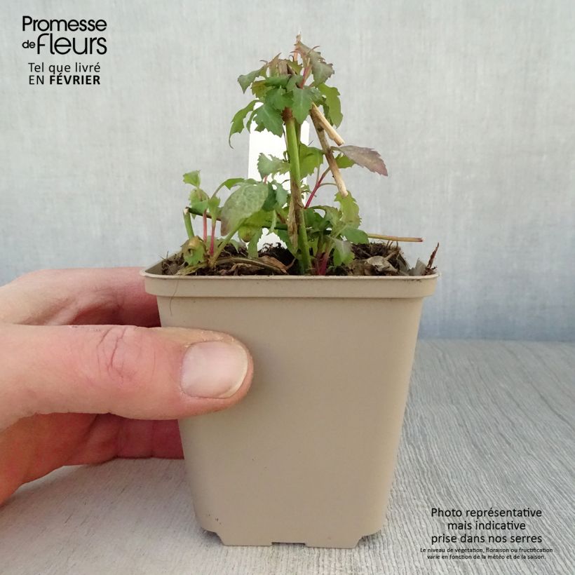 Exemplar von Leycesteria formosa - Buntdachblume Kleine Töpfe von 8/9 cm wie im Winter geliefert