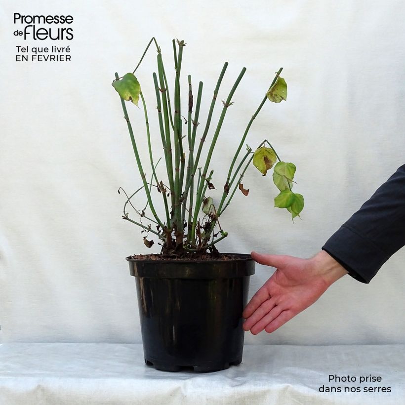 Exemplar von Leycesteria formosa - Buntdachblume Topf mit 7,5L/10L wie im Winter geliefert