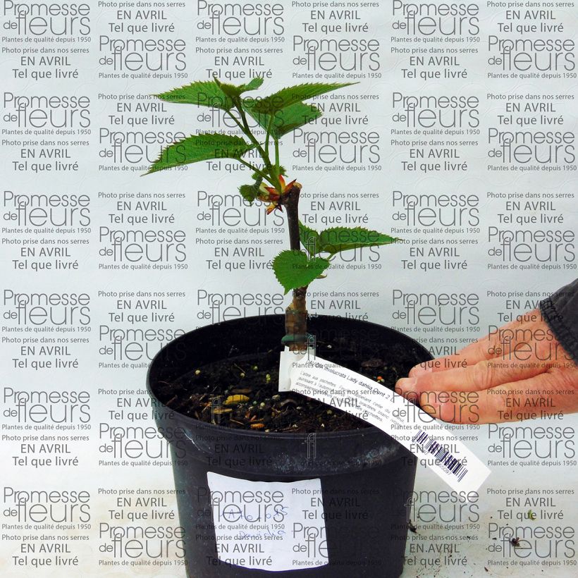 Beispiel eines Exemplars von Davidia involucrata Lady Sunshine - Taschentuchbaum Topf mit 2L/3L wie geliefert