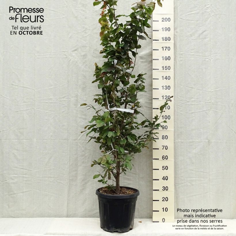 Exemplar von Eisenbaum - Parrotia persica Topf mit 30L/35L wie im Herbst geliefert