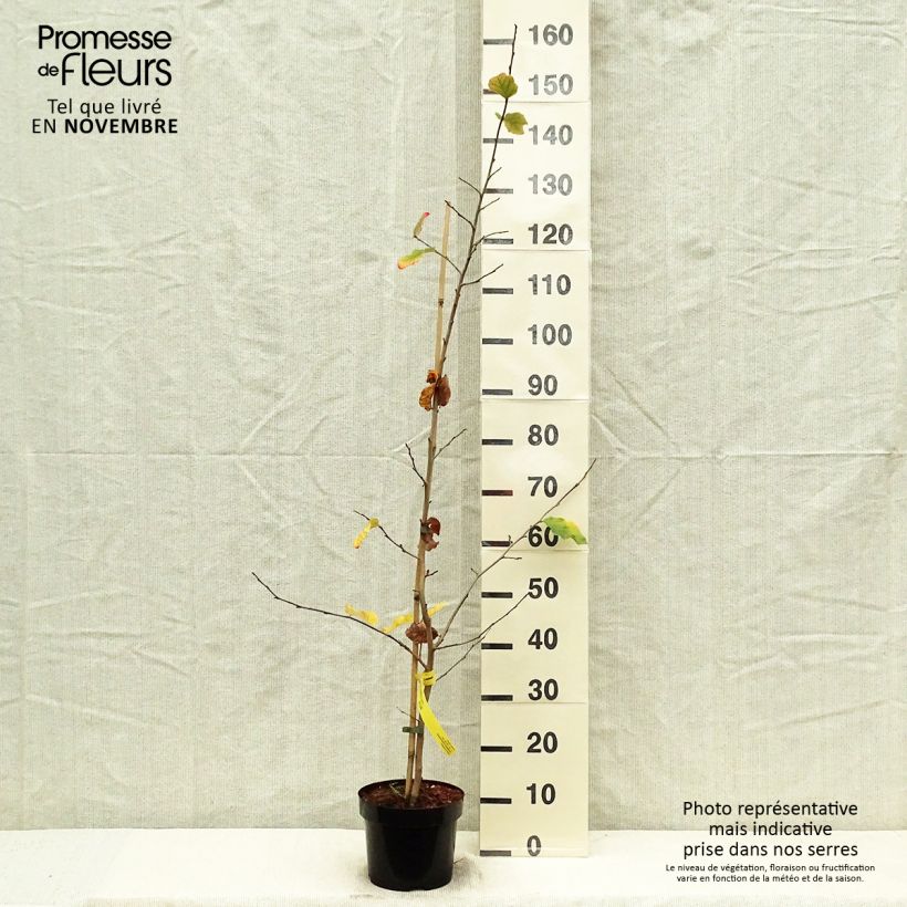 Exemplar von Eisenbaum - Parrotia persica Topf mit 3L/4L wie im Herbst geliefert