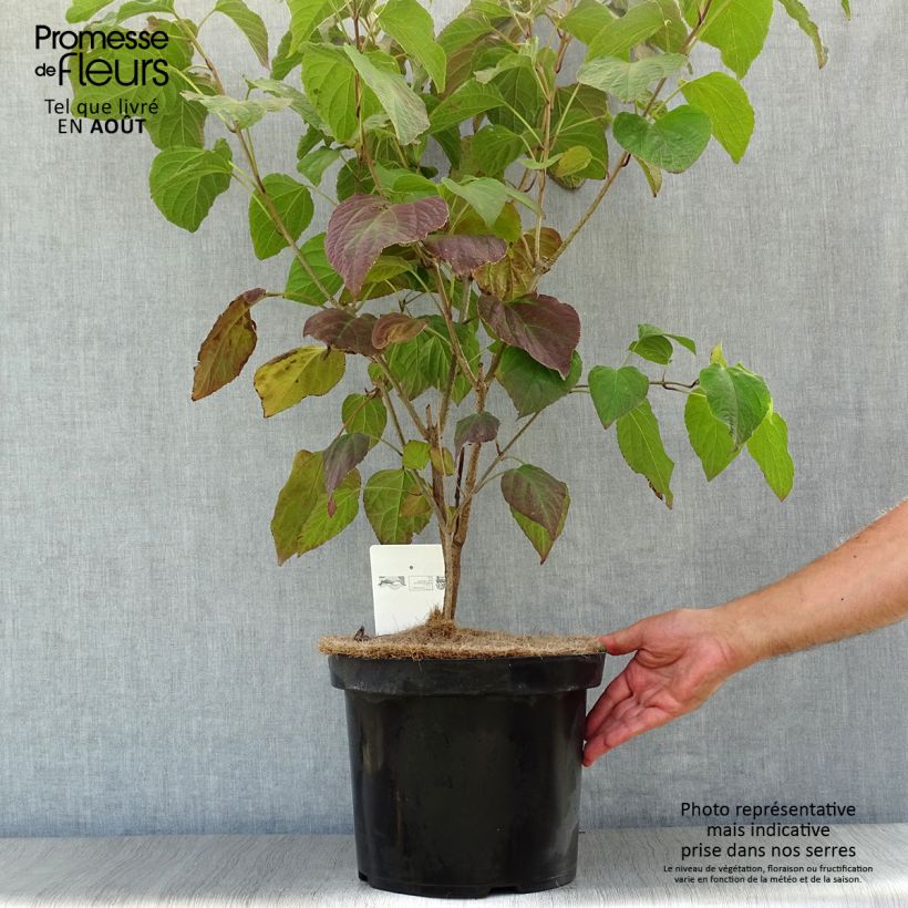 Exemplar von Japanischer Losbaum - Clerodendrum trichotomum Topf mit 7,5L/10L wie im Sommer geliefert