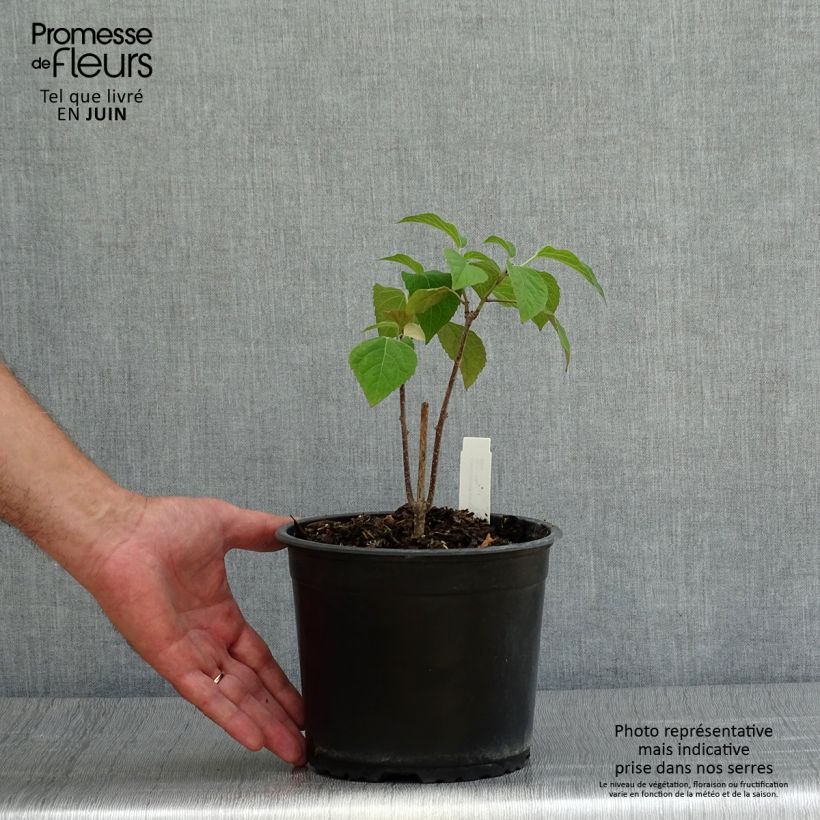 Exemplar von Japanischer Losbaum - Clerodendrum trichotomum Topf mit 3L/4L wie im Sommer geliefert