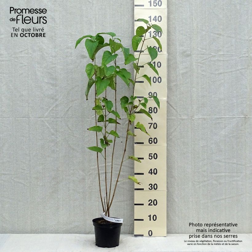 Exemplar von Japanischer Losbaum Fargesii - Clerodendrum trichotomum Topf mit 3L/4L wie im Herbst geliefert
